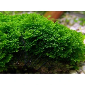 Pellia Moss Yeni Sarım Canlı Bitki 5x5 cm