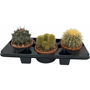 Egzotik Bahçe Büyük Boy 3'lü Kaktüs Set 8,5cm Saksıda