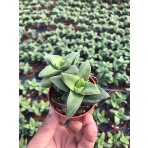 Egzotik Bahçe Crassula Springtime 5,5cm Özel Sukulent