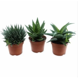 Egzotik Bahçe Büyük Boy Haworthia 3'lü 8,5cm Sukulent