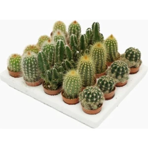 Egzotik Bahçe Kaktüs 5'li Set 5,5cm