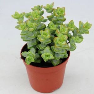 Egzotik Bahçe Crassula Tower 5,5cm Özel Sukulent