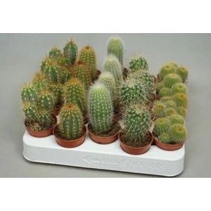Egzotik Bahçe Kaktüs 5'li Set 5,5cm