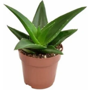 Egzotik Bahçe Büyük Boy Aloe Black Gem 8,5 cm
