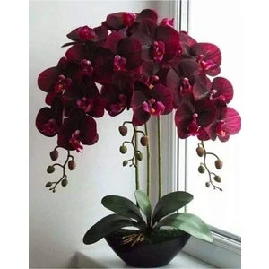 Dükkan Senin Kadife Kırmızı Renkli Orkide Çiçeği Tohumu-10 Adet