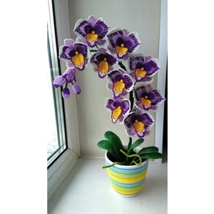 Dükkan Senin Sarı Göbekli Mor Orkide Çiçeği Tohumu 10 Adet