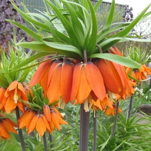 Mutlupaket Turuncu Aurora Fritillaria Imperialis Ters Lale Soğanı (1 Adet)