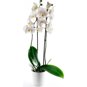 Iklim Flowers Canlı Çift Dal Beyaz Orkide Çiçeği