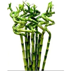 Şans Bambusu (Lucky Bamboo)10 Lu 60-80 cm