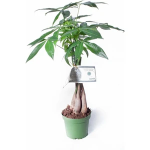 Pachira Aquatica - Örgülü Para Ağacı - Ev Ofis Salon Iç Mekan Bitkisi - 40 cm
