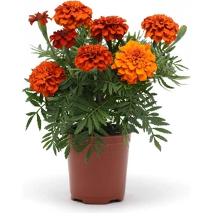 Karagöz Kadife Çiçeği Tohumu 50 Adet Tagetes Patula