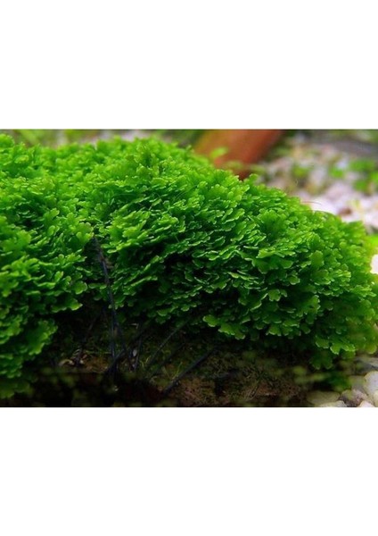 Pellia Moss Yeni Sarım Canlı Bitki 5x5 cm