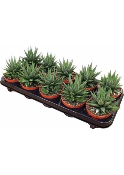 Büyük Boy Hawotrhia Fasciata 8,5cm Sukulent