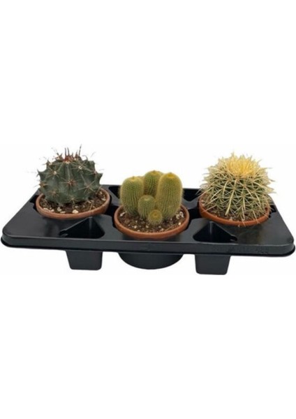 Büyük Boy 3'lü Kaktüs Set 8,5cm Saksıda
