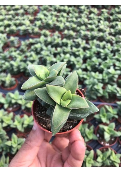Crassula Springtime 5,5cm Özel Sukulent