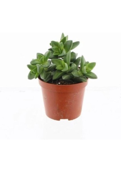 Büyük Boy Springtime 8,5cm Sukulent