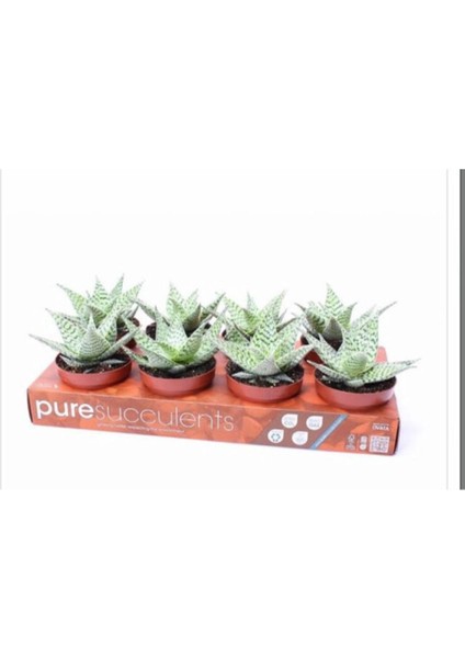 Büyük Boy Aloe Hybrid 8,5cm Sukulent