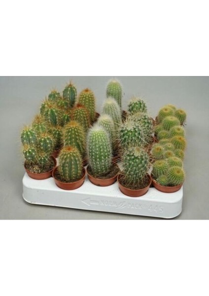 Kaktüs 5'li Set 5,5cm