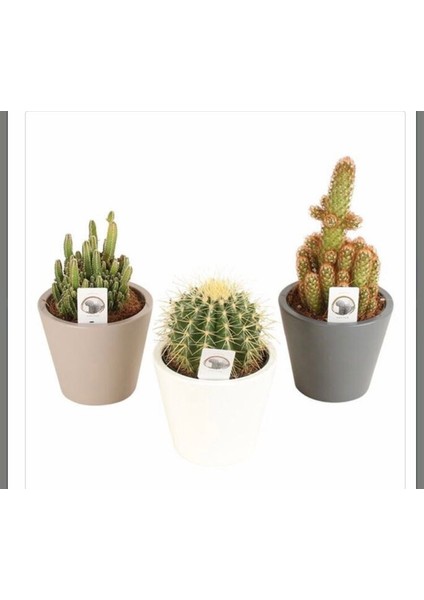Büyük Boy 3'lü Kaktüs Set 8,5cm Saksıda