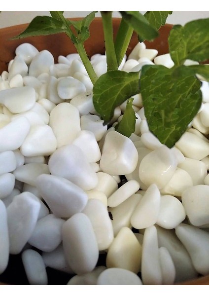 Lateksya, Beyaz Dolomit Taşı(1 Kg, 1-2 Cm) Çakıl Dere Taşı Dekoratif Bahçe Taşı Akvaryum Teraryum Saksı Süsü
