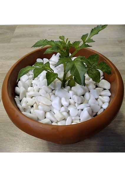Lateksya, Beyaz Dolomit Taşı(1 Kg, 1-2 Cm) Çakıl Dere Taşı Dekoratif Bahçe Taşı Akvaryum Teraryum Saksı Süsü fiyatları