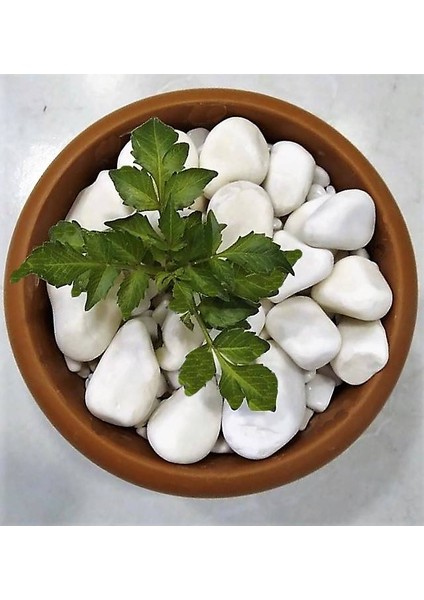 Beyaz Dolomit Taşı(1 Kg,2-4 Cm) Çakıl Dere Taşı Dekoratif Bahçe Taşı Akvaryum Teraryum Saksı Süsü