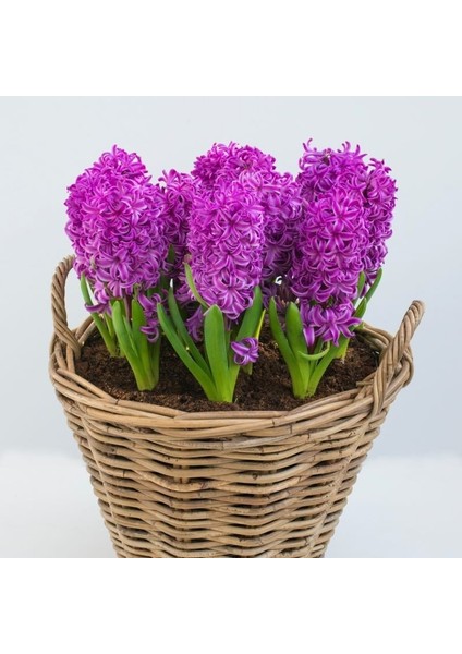 Purple Sensation Mor Renkli Kokulu Ithal Sümbül Soğanı (3 Adet)