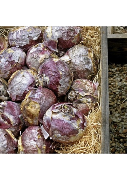 Purple Sensation Mor Renkli Kokulu Ithal Sümbül Soğanı (3 Adet) fırsatları
