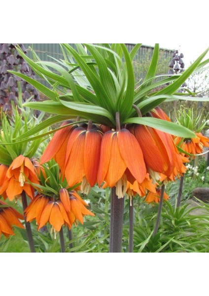 Turuncu Aurora Fritillaria Imperialis Ters Lale Soğanı (1 Adet)