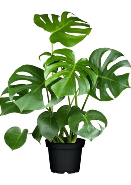 Monstera Deliciosa Deve Tabanı Salon Ofis Bitkisi