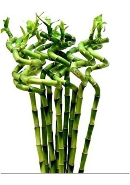Şans Bambusu (Lucky Bamboo)10 Lu 60-80 cm