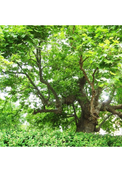 Tüplü Çınar Ağacı Fidanı (Platanus Orientalis)