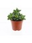 Büyük Boy Springtime 8,5cm Sukulent 1
