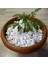 Lateksya, Beyaz Dolomit Taşı(1 Kg, 1-2 Cm) Çakıl Dere Taşı Dekoratif Bahçe Taşı Akvaryum Teraryum Saksı Süsü 2