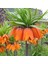Turuncu Aurora Fritillaria Imperialis Ters Lale Soğanı (1 Adet) 1