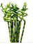 Şans Bambusu (Lucky Bamboo)10 Lu 60-80 cm 1