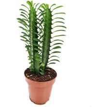 Asel Garden Euphorbia Trigona (Süt Ağacı)