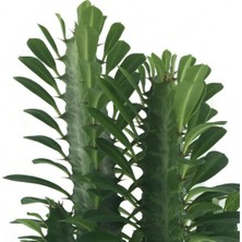 Asel Garden Euphorbia Trigona (Süt Ağacı)