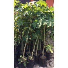 Ases 2 Yaş Tüplü Caracia Papaya Meyve Fidanı 100-130 cm