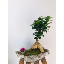 Mürsel Dekoratif Beton Kayık Saksı Içerisinde Bonsai ve Renkli Kaktüs Tasarımı