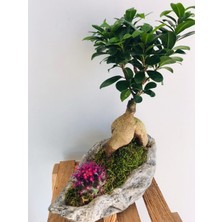 Mürsel Dekoratif Beton Kayık Saksı Içerisinde Bonsai ve Renkli Kaktüs Tasarımı