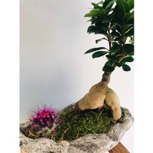 Mürsel Dekoratif Beton Kayık Saksı Içerisinde Bonsai ve Renkli Kaktüs Tasarımı