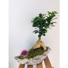 Mürsel Dekoratif Beton Kayık Saksı Içerisinde Bonsai ve Renkli Kaktüs Tasarımı