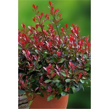 Bodur Alev Çalısı Saksı 15~20 cm