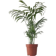 Dağ Palmiyesi 60-80 cm