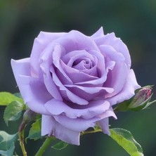Çiçek Life Açık Kök Gül Fidanı ( Eflatun ) 30 40 cm Boy