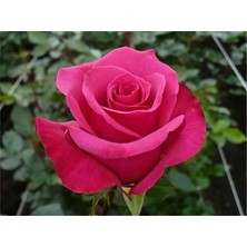 Çiçek Life Açık Kök Gül Fidanı ( Şeker Pembesi ) 30 40 cm Boy