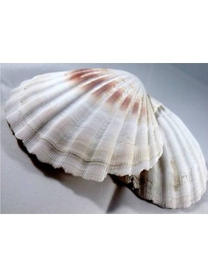 Has Yılmaz Gerçek Deniz Kabuğu Dekorasyon ÜRÜNÜ-MMM4771
