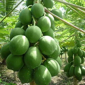2 Yaş Tüplü Caracia Papaya Meyve Fidanı 100-130 cm