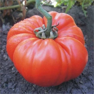 Köy Tohumları 25 Adet Tohum Nadir Organik Köy Domatesi Tohumu Yerli Köy Domatesi Tohum